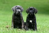 CANE CORSO 1205